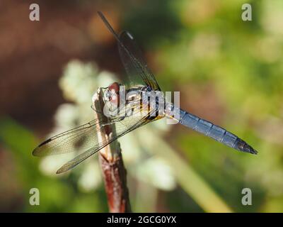 Dragonfly Blue dasher (Pachypdipax longipennis) Foto Stock