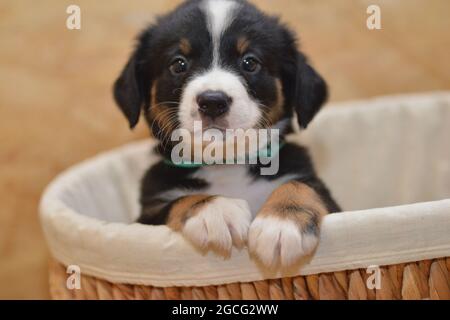 Bernese Mountain Dog sembra curiosamente fuori dal cesto Foto Stock