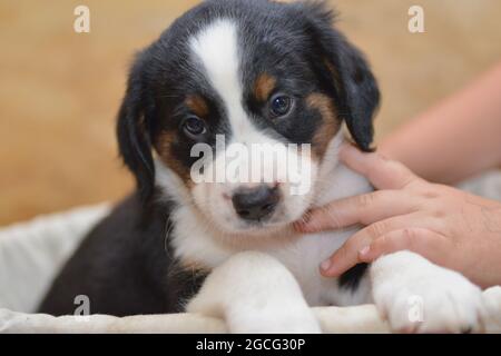 Bernese Mountain Dog sembra curiosamente fuori dal cesto Foto Stock