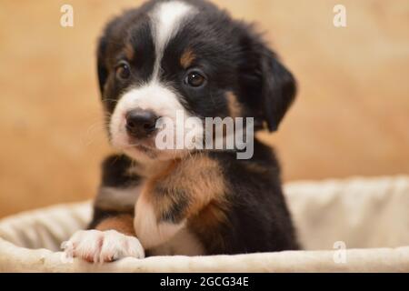 Bernese Mountain Dog sembra curiosamente fuori dal cesto Foto Stock
