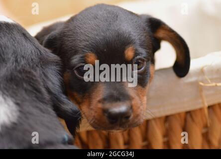 Bernese Mountain Dog sembra curiosamente fuori dal cesto Foto Stock