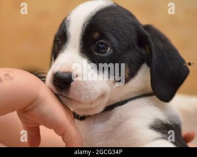 Bernese Mountain Dog sembra curiosamente fuori dal cesto Foto Stock