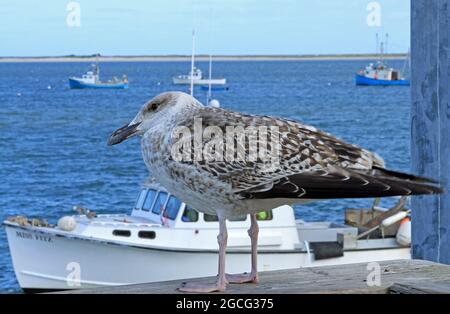 Un gabbiano americano di aringa o gabbiano Smithsonian (Larus smithsonianus o Larus argentatus smithsonianus) arrostendo al molo di Chatham Fish su Cape Cod Foto Stock