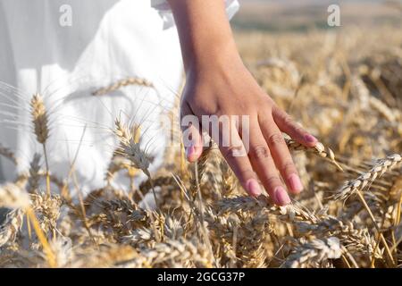 Una donna irriconoscibile tocca delicatamente il grano in crescita al tramonto dorato. La donna spensierata che cammina lungo un campo di raccolto tocca la segale. Foto di alta qualità. Foto Stock