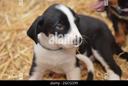 Bernese Mountain Dog sembra curiosamente fuori dal cesto Foto Stock