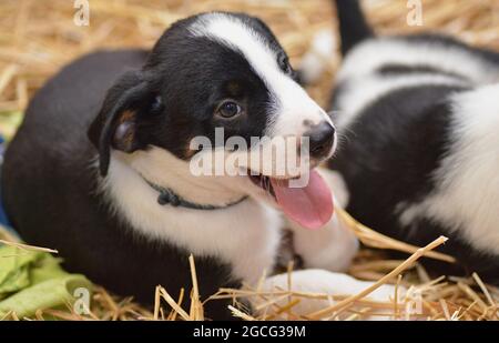 Bernese Mountain Dog sembra curiosamente fuori dal cesto Foto Stock