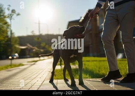 Uomo che cammina il suo cane apbt americano pit bull terrier andare fuori dalla sua sezione inferiore della casa di costruzione dei piedi di uomo sconosciuto e cane sul marciapiede in su Foto Stock