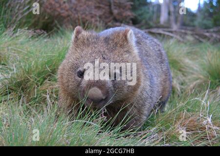 un wombat seduto in cima a un campo coperto d'erba Foto Stock