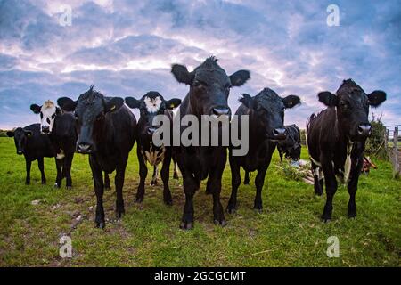 Mucche / tori in un campo di raccolta intorno, incuriosito dal fotografo. Foto Stock