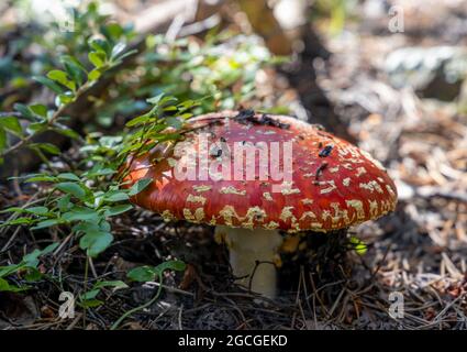 Fungo di agarico di mosca rosso o sgabello che cresce nella foresta. Amanita muscaria, fungo tossico. Foto Stock