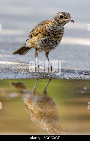 Assetato Robin Juvenile americano vicino puddle di acqua in estate. Santa Clara County, California, Stati Uniti. Foto Stock