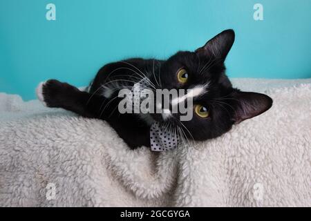 Gatto bianco e nero che indossa una fascetta a puntini di polka giacente su sfondo blu Foto Stock