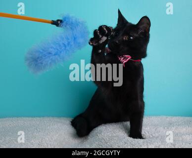 Gatto nero che indossa un ritratto di cravatta a strisce rosse e bianche che gioca con un giocattolo su sfondo blu Foto Stock