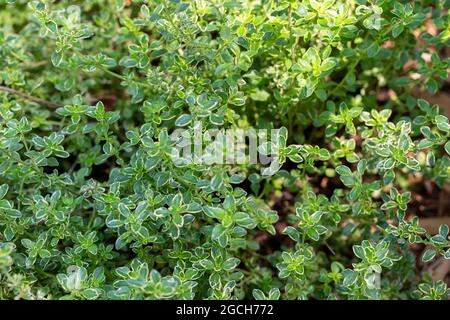 Primo piano struttura sfondo di piante di timo di limone variegate (timo citriodorus variegata) che crescono in un giardino di erbe soleggiate Foto Stock