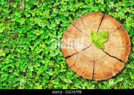 Nuovo concetto di nascita della vita. Giovane foglia verde fresco che cresce su un ceppo di albero sul campo di trifoglio. Eco natura sfondo. Concetto di sostegno costruire un futuro Foto Stock