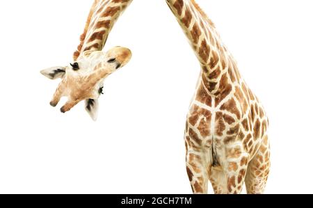 Giraffa testa a faccia appesa capovolta. Curiose giraffe di gute dall'alto. Isolato su sfondo bianco Foto Stock