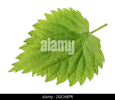 La foglia verde della molla è una pianta di ortica. Isolato su macro bianche Foto Stock