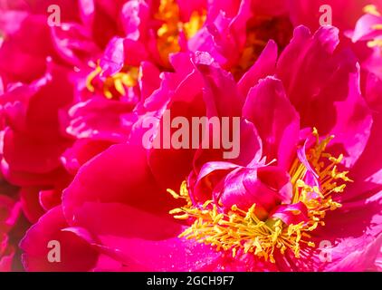 Messa a fuoco morbida, sfondo floreale astratto, petali di peonia rosa rosso fuoco. Macro fiori sfondo per il design delle vacanze Foto Stock