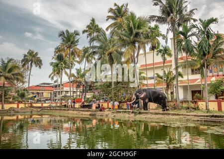 Uomini indiani non identificati che lavano elefanti tempiali a Cochin, Kerala, India Foto Stock