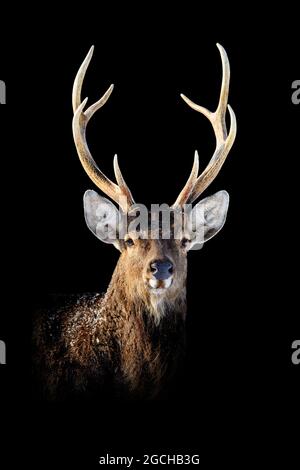 Primo piano verticale Deer su sfondo nero Foto Stock