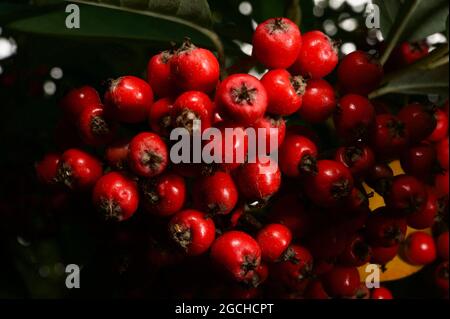 Un grappolo di bacche rosse, in attesa di essere mangiato dagli uccelli. Questi sono su un albero di Cotoneaster ( Cotoneaster Frigidus) nel mio giardino, in Ringwood. Foto Stock