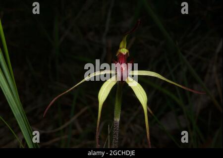 Questa orchidea del ragno è chiamata orchidea del ragno velato o Caladenia Tentaculata è il relativo nome botanico. Trovato su una banca stradale a Baluk Willam Reserve. Foto Stock