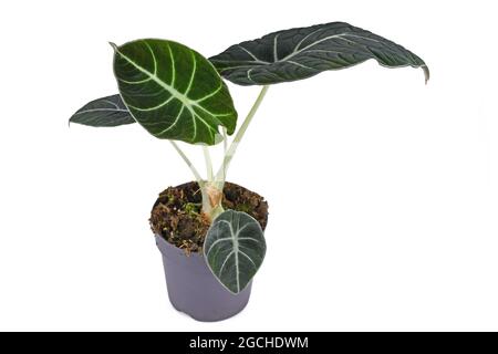 Pianta domestica tropicale 'Alocasia Reginulaa' in vaso isolato su sfondo bianco. Chiamato anche 'Alocasia Black Velvet' Foto Stock