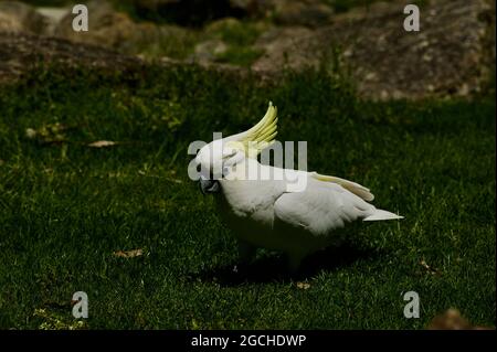 Un bel Cockatoo sulfureo Crestato (Cacatua Galerita) si sta nutrendo a terra - e mostrando la sua cresta gialla, alla Mullum Mullum Creek Reserve. Foto Stock