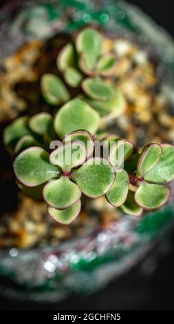 Primo piano di Portucalaria afra variegata su piantatrice artistica artigianale in calcestruzzo Foto Stock