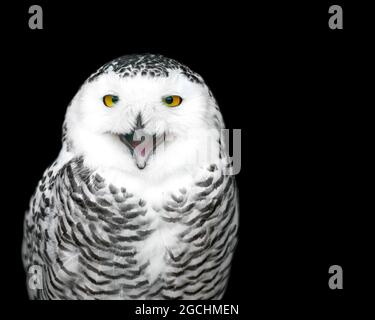 Snowy Owl (Bubbo scandiacus) sembra ridere al National Bird of Prey Center, Russborough House, County Wicklow, Irlanda Foto Stock