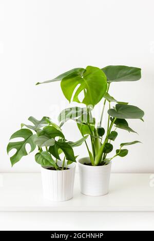 Giovani piante di Monstera deliziosa e di Monstera minima in vasi bianchi di ceramica su ripiano bianco contro parete bianca. Piante esotiche di casa alla moda come casa moderna Foto Stock