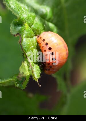 La larva del coleottero di patate del Colorado mangia una foglia di patate. Foto Stock