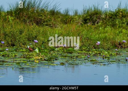 Jacana Africana (Actophilornis africanus) con Lilly nella palude di Mabamba Foto Stock