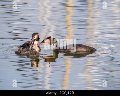 Grande grebe crestato, Podiceps cristatus, famiglia - padre che alimenta il pesce al giovane pulcino, Paesi Bassi Foto Stock