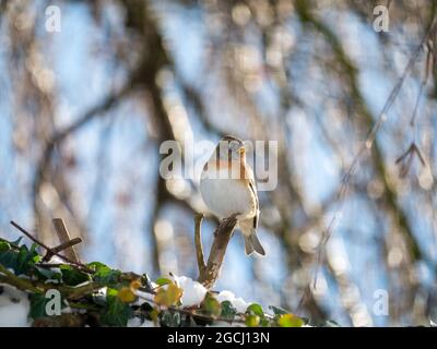 Brambling, Fringilla montifringilla, ritratto di perching maschile in ramo in inverno, Paesi Bassi Foto Stock