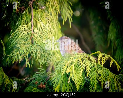 Dunnock, Prunella modularis, che perching sul ramo di pino in inverno, Paesi Bassi Foto Stock