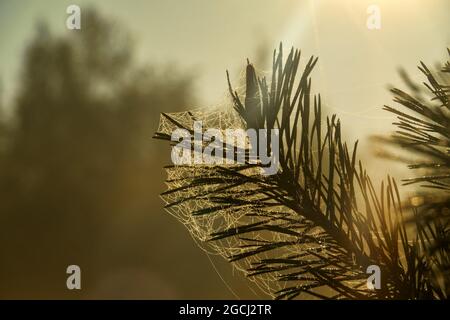 Il ramo di pino è coperto di ciottoli in una mattina foggy con il sole che sorge sullo sfondo Foto Stock