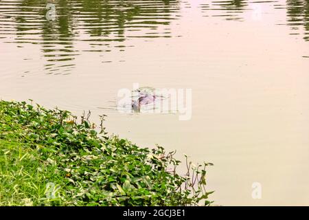 Monitor asiatico dell'acqua, kabaragoya (Varanus salvator komaini - più scuro) è nuotare nel lago. Thailandia Foto Stock