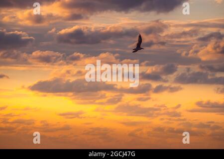 Flying Gabbiani sul mare in sunrise Foto Stock