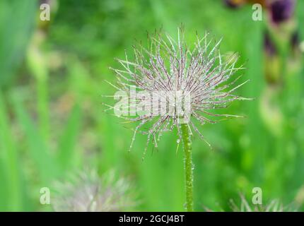 Un bel fiore di primavera Pulsatilla patens, pasqueflower orientale, anemone cutleaf o croccus prateria dopo un periodo di fioritura con una testa di semi soffici. Foto Stock