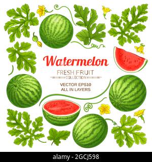 vettore elementi di anguria impostato su sfondo bianco Illustrazione Vettoriale