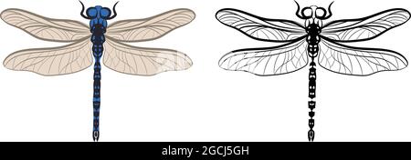 Dragonfly o Anisoptera Vector Illustration riempimento e contorno isolati su sfondo bianco. Insetti Bugs Worms Pest e Flies. Entomologia o Pest Illustrazione Vettoriale