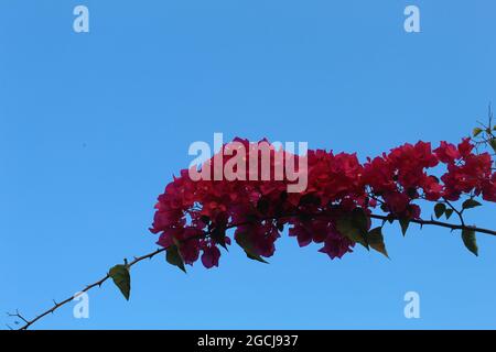 bougainvillea fiori in fiore su sfondo sfocato Foto Stock