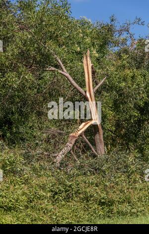 L'albero privato (Ligustrum lucidum) si divide a metà, giù il suo tronco, durante una tempesta estiva nel Queensland, Australia. Foto Stock