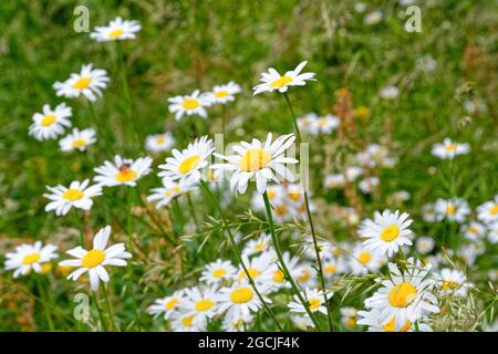 Primo piano di un gruppo di Oxeye Daisy's, Leucanthemum vulgare in un prato in un giorno estivo Surrey UK Foto Stock