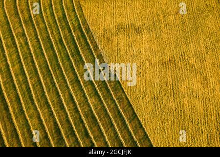 Vista aerea di una macchina agricola durante la produzione di fieno. Bellezza e modelli di un terreno agricolo coltivato in Slovacchia dall'alto. Foto Stock