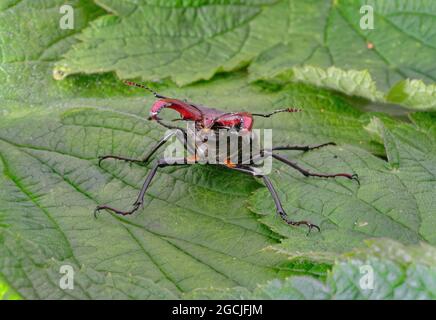 Primo piano di un barile di stag Lucanus cervi, su una foglia verde Foto Stock
