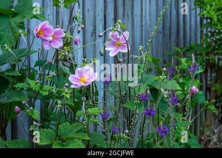 Un confine fiorito in tarda estate con delicati fiori e boccioli rosa di anenoma giapponese Foto Stock