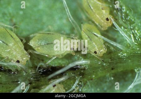 Afide di patata di pesca (Myzus persicae) femmine adulte che si nutrono lungo le vene di una foglia di patata (Solanum tuberosum) Foto Stock