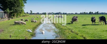 pecore, cigni e mucche in verde prato erboso con canale vicino villaggio in noord holland Foto Stock